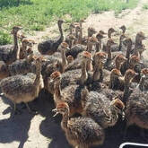 Healthy ostrich chicks, hatching eggs and other Birds for sale