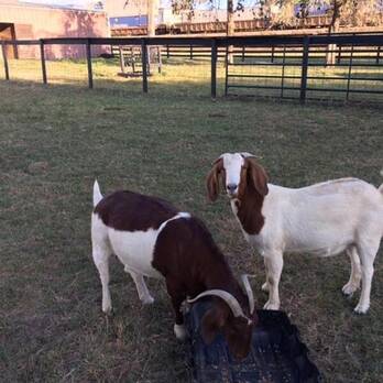 Nanny Boer goats for sale 