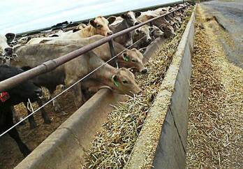 Cattle Feeds for sale whatsapp +27631521991