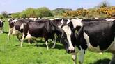 Friesian Herd cow for sale whatsapp +27631521991