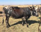 Nguni Cows for sale whatsapp +27631521991