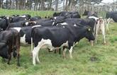 Friesian Cross Cows for sale whatsapp +27631521991