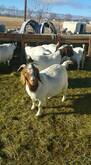 Boer goats for sale whatsapp +27631521991