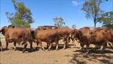 Red Brahman cattle for sale whatsapp +27631521991