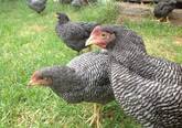 Plymouth Layers Rock chickens for sale whatsapp +27631521991