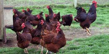 Rhode Island Red Chickens For Sale Whatsapp 27631521991 On Engormix Ref 36302
