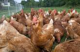 Hybrid chickens for sale Whatsapp +27631521991