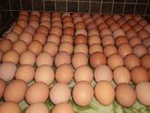 Fertile Chicken Eggs for sale whatsapp +27631521991