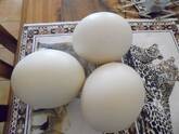 Ostrich Fertile Eggs for sale whatsapp +27631521991
