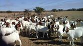 Boer and Kalahari goats for sale in South Africa