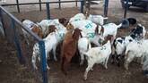 Boer and Kalahari goats for sale near me