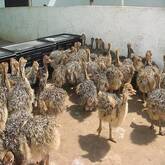 Ostrich chicks and fertile eggs Kwazulu Natal