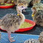 Ostrich chicks and fertile eggs Gauteng