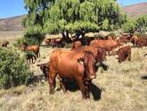 Bonsmara,Brahman and Nguni Cattle Mpumalanga