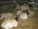 Dorper and Merino Lambs for sale in South Africa