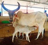 Desi Cows(Kankrej, Gir, Sahiwal, Rathi)