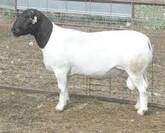Registered Fullblood Healthy Male and Female Dorper sheep for sale 