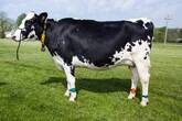 Holstein Friesians (HF Cows) 