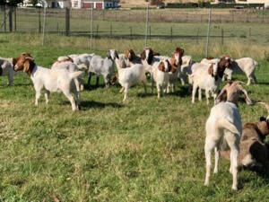 Full Blood Headed Pure Breed Dorpers And Boer Goats.