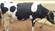 Holstein Fresian (HF) Cows