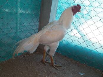 Aseel Rooster Chicken - Olaidairydealer