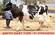 hf cow , jersey cow for sale in tamilnadu , kerala , andra pradesh
