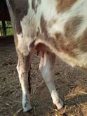 Jersey cow for sale in Coimbatore - Tamil Nadu