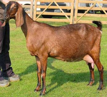 Live Anglo Nubian Goats/Pregnant Goats