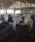 Live Holstein Heifers Cows and Pregnant Cows