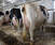 Live Holstein Heifers Cows and Pregnant Cows
