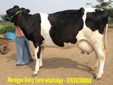 HF,JERSEY COWS FOR SALE IN TAMILNADU