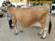 HF,JERSEY COWS FOR SALE IN TAMILNADU