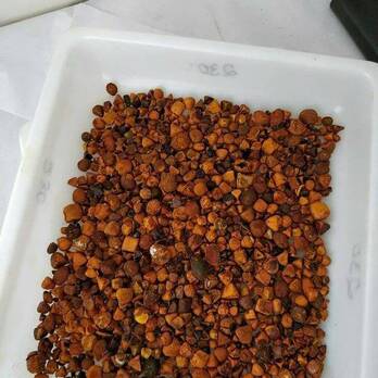High Quality Dried Cow & Ox Gallstones For Sale