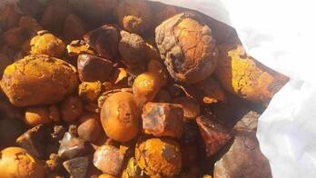 Cow gallstones for sale at affordable Prices