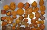 Cow Gallstones for sale 