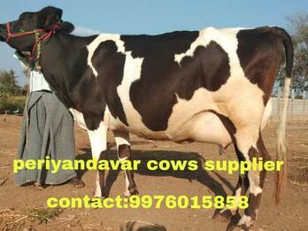  HF cow ,Jersey cows for sale in Tamilnadu , Kerala , Andra 9976015858