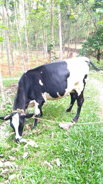 8 Month pregnant HF cow for sale 