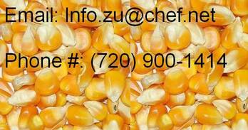 Buy Dry Yellow Maize Corn for Animal Feed and Human consumption ,E-mail: Info.zu@chef.net