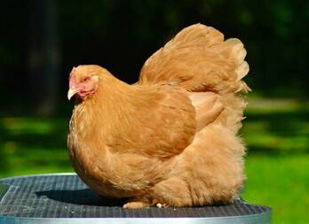 English Buff Orpington Hatching Eggs Large Fowl on Engormix. (Ref 35901)