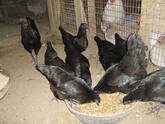 pure breed ayam cemani chicks and eggs