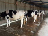 HF cow and jersey cows sales