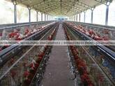 POULTRY HOUSE and Poultry Equipments