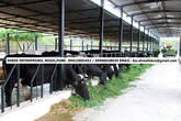 DAIRY SHED Construction Service & Dairy Equipments Supply