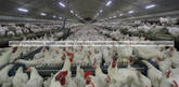 E.C.POULTRY House Construction and EC Poultry Equipments Supplier