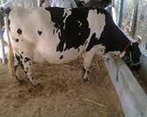 Pregnant Holstein Heifer for sale