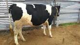 Live Dairy Cows-and Pregnant Holstein Heifers For Sale.