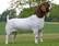 Live Boer Goats For Sale