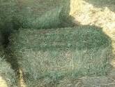 Quality Alfafa Hay for Animal Feeding Stuff Alfalfa / Alfalfa Hay / Alfalfa Hay F