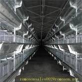 poultry house supplies_shandong tobetter reliable quality