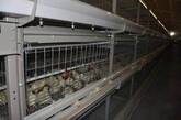 poultry hatcheries_shandong tobetter low quality